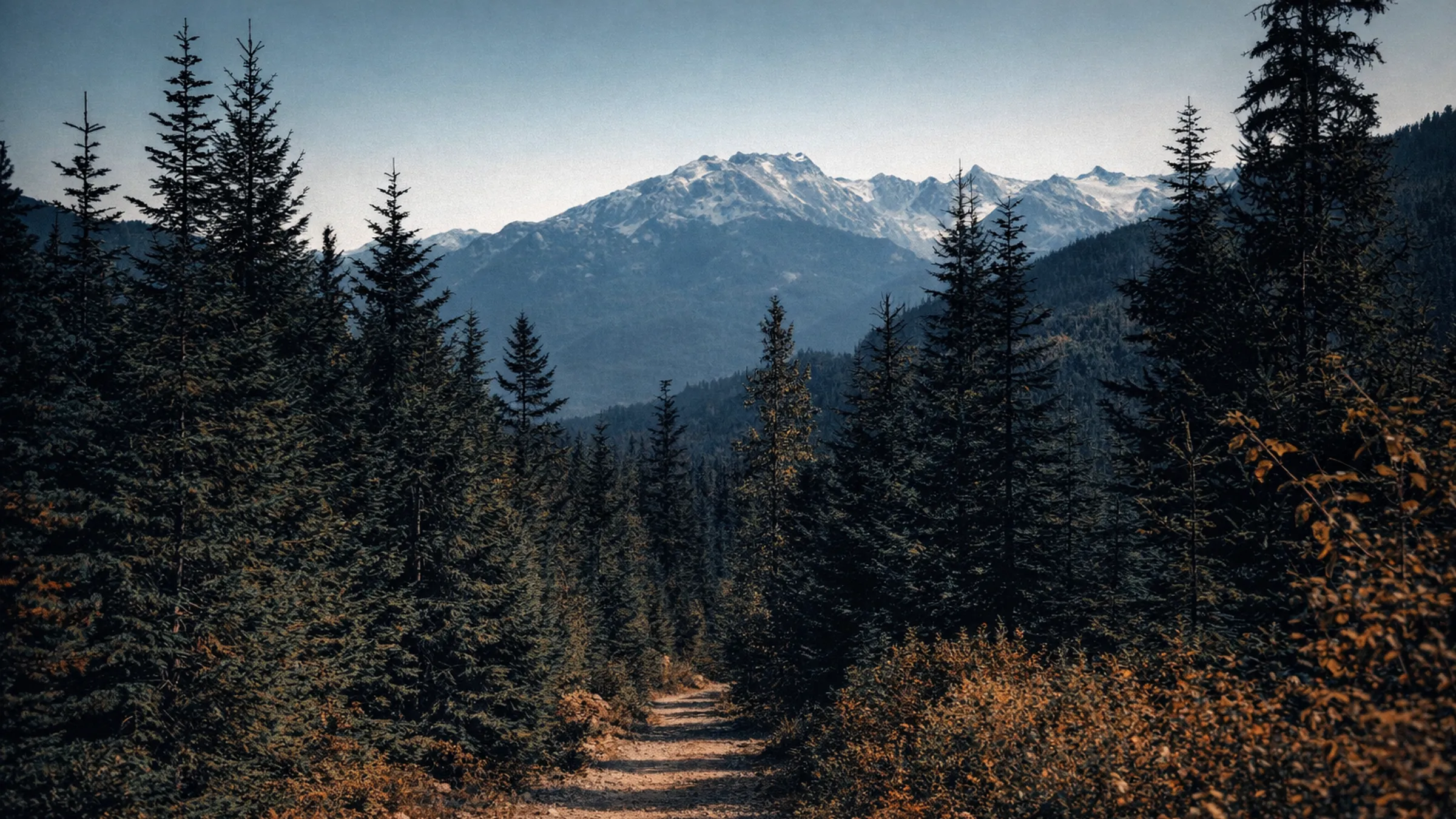 A trail through a pine forest toward snow-capped mountains